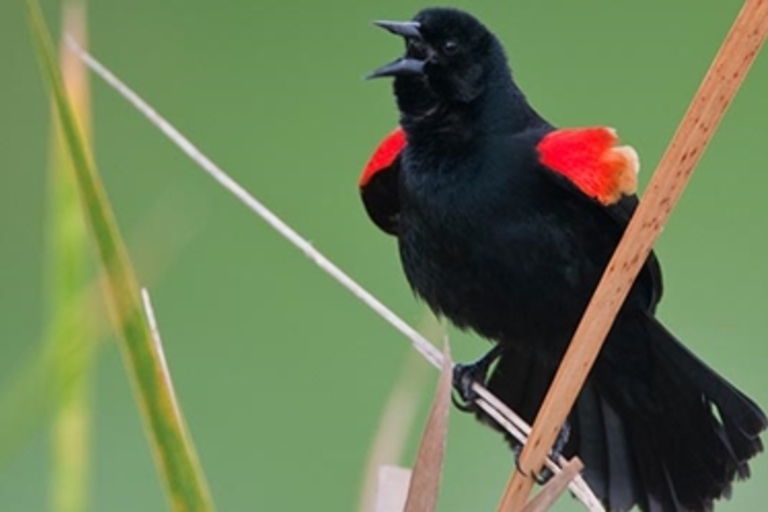 Red-winged blackbird singing on a reed.
