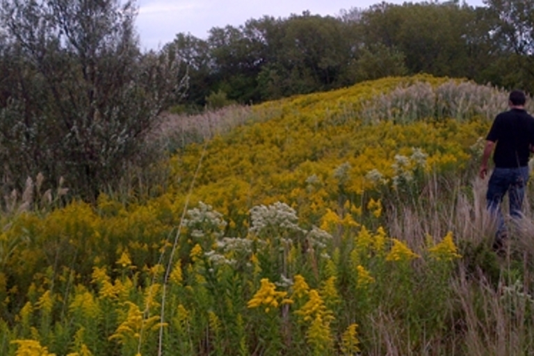 Man walks through field of yellow wildflowers.