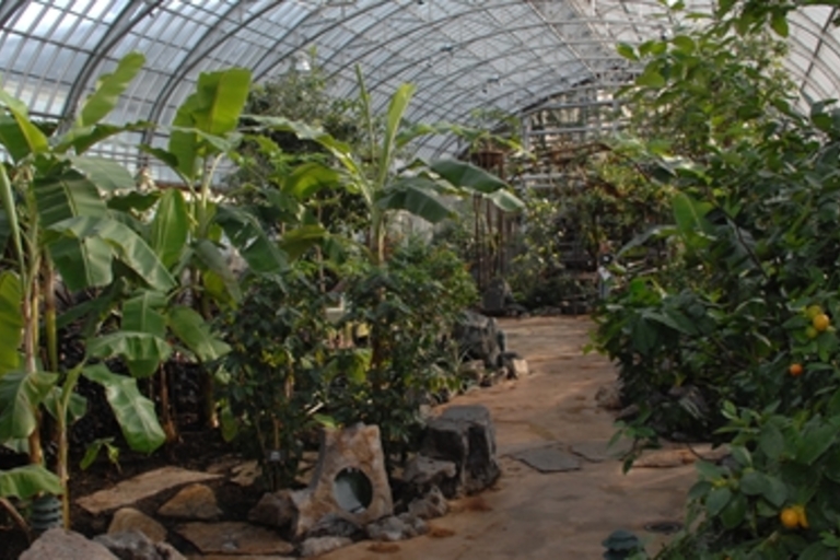 Lush tropical plants in a greenhouse.
