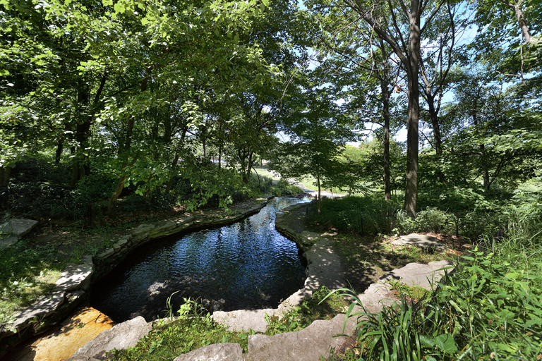 Small stream flowing into a pool in a shady, green forest.
