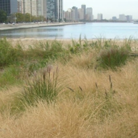 Beachfront with tall grasses and city skyline in background.
