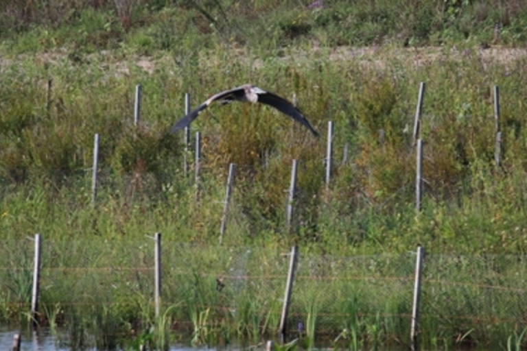 A heron glides low over a marsh.
