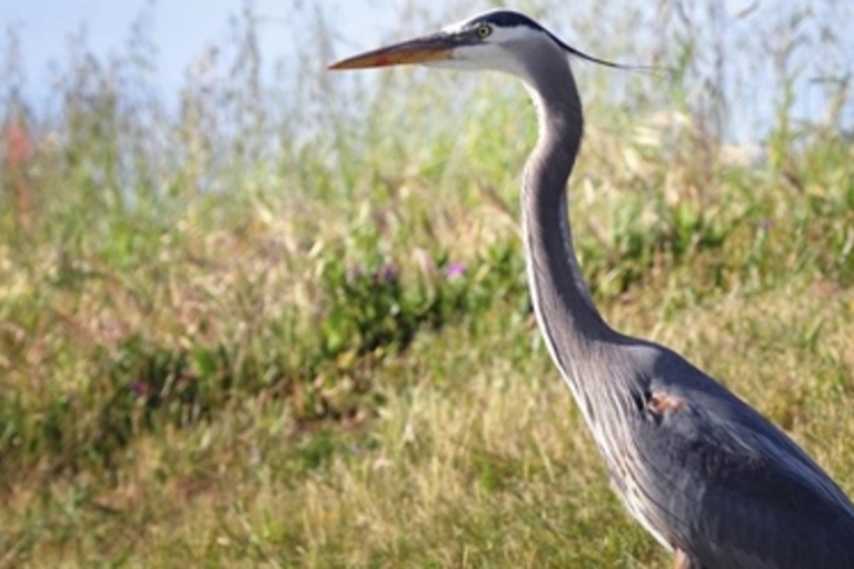 Great Blue Heron in grassy field.
