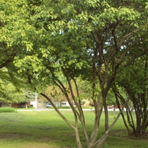 Leafy green trees in a park.