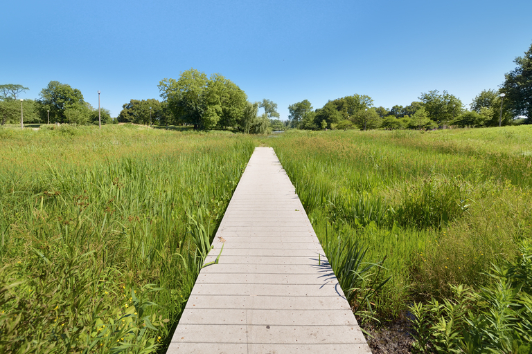 Boardwalk through a sunny marsh with tall grasses.