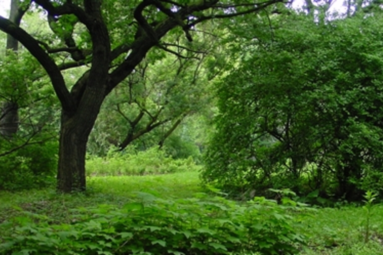 Lush green forest floor with a large tree and bushes.
