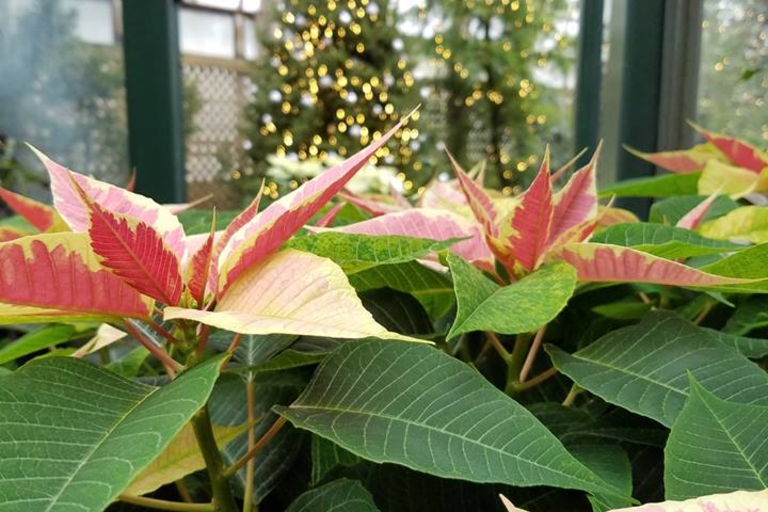 Pink and yellow poinsettias with lit Christmas trees in the background.