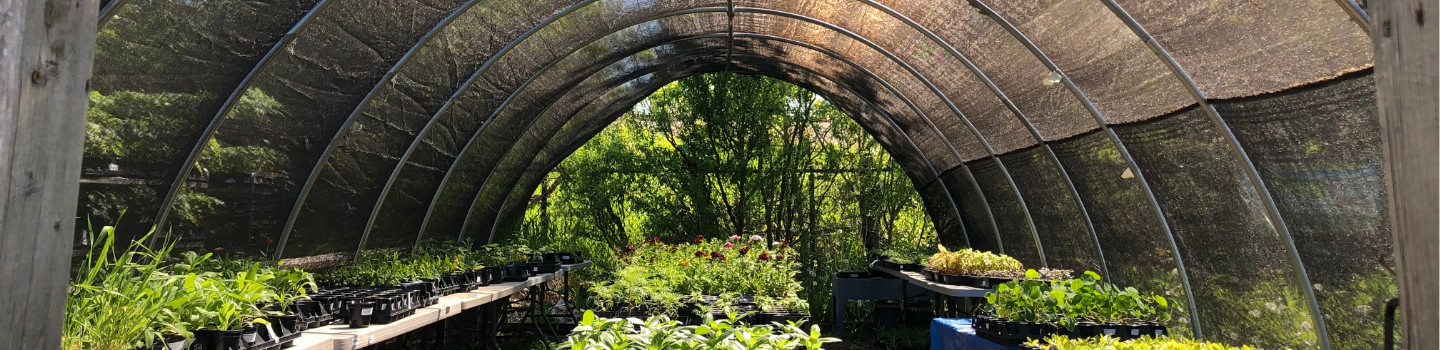 Seedlings and plants growing in a shade tunnel.