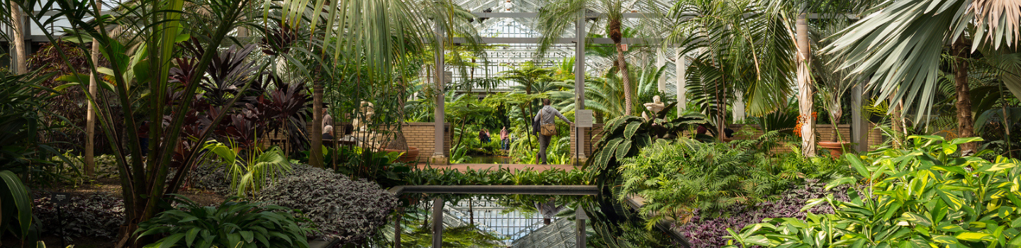 Lush tropical plants surrounding a reflecting pool inside a greenhouse. People stroll on a walkway in the background.