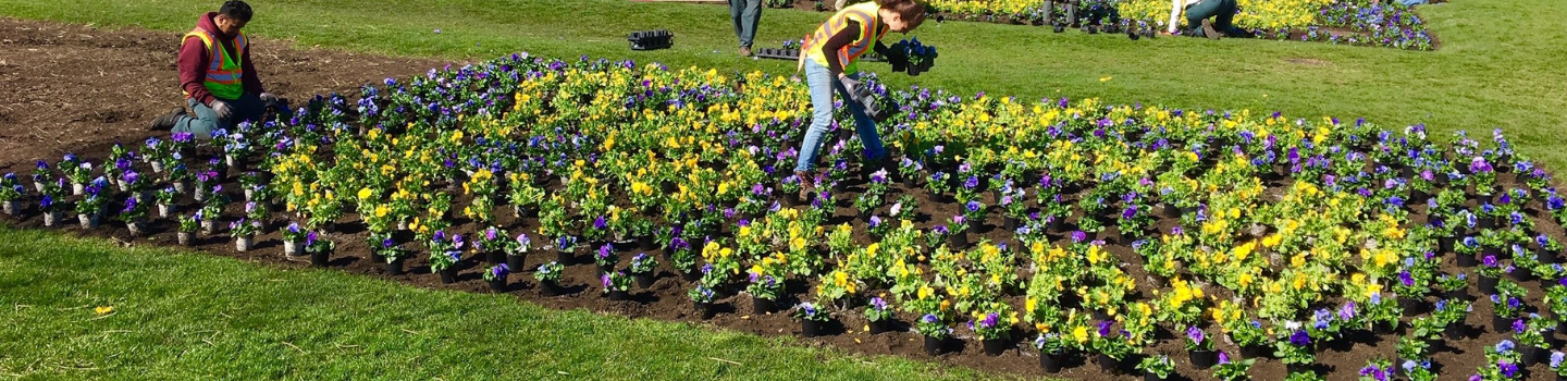 People planting yellow and purple pansies in a park.
