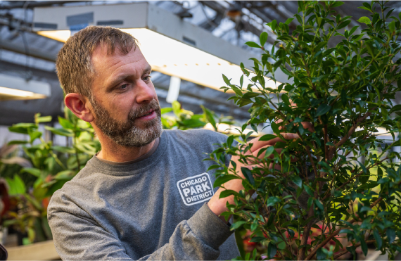Park employee trimming plant